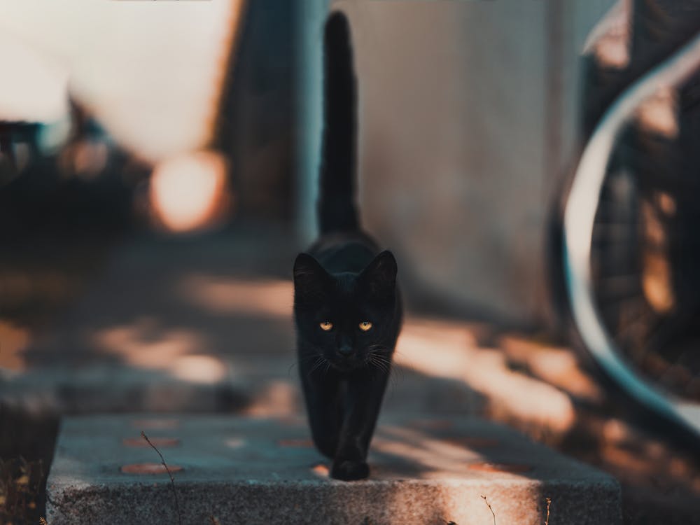 黒猫が横切る