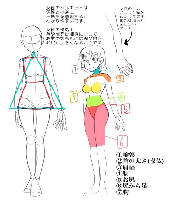 男女の描き分けをするために体の違いや特徴を実際に描き分けて解説 イラストブログ つぐまの森