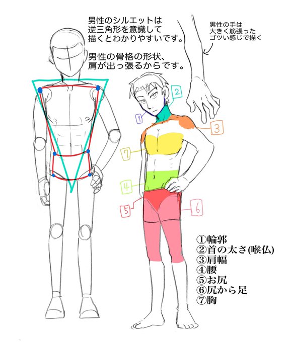 男女の描き分けをするために体の違いや特徴を実際に描き分けて解説 イラストブログ つぐまの森